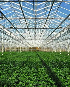 中草藥有機種植基地